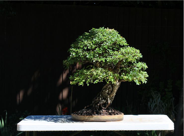 Ulmus parvifolia /Chinese Elm Bonsai